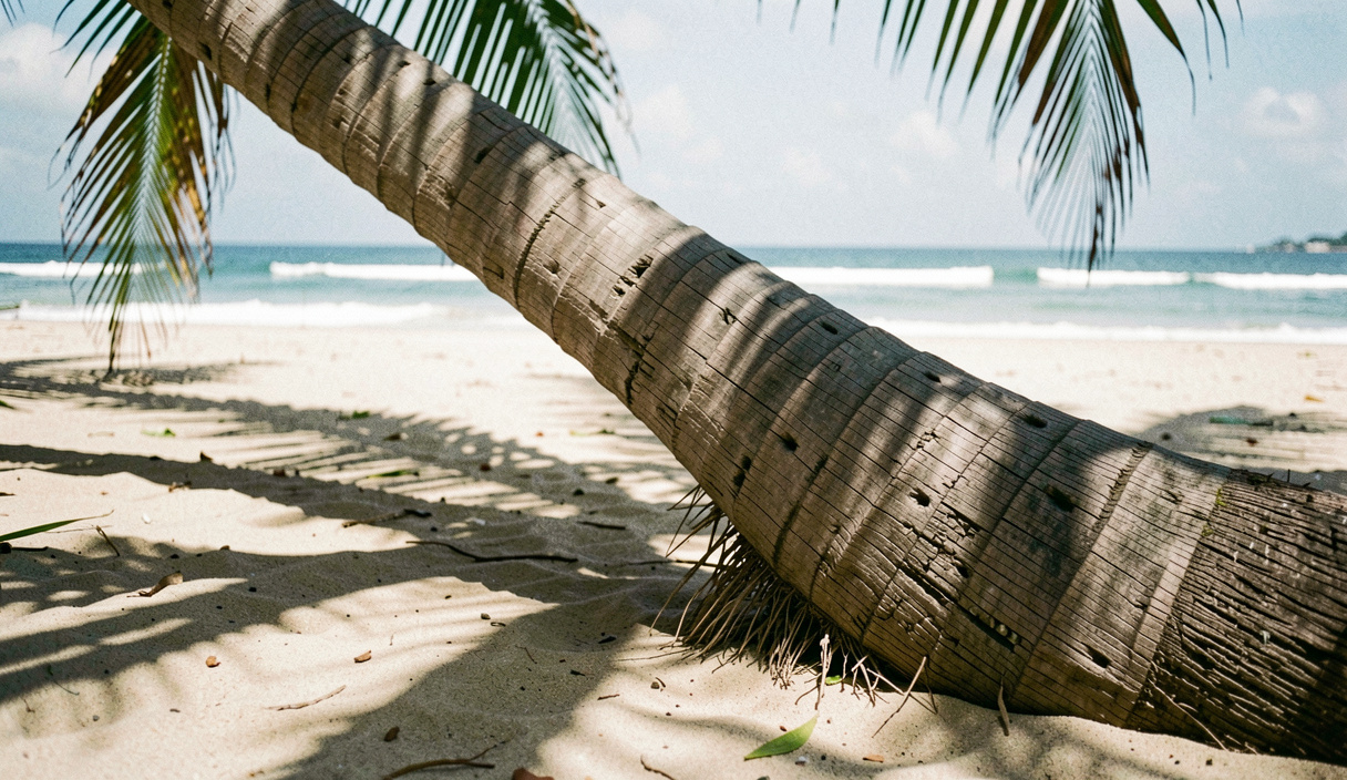 Tronc de cocotier courbé au-dessus du sable, son ombre découpée traverse la plage en diagonale sous un soleil haut