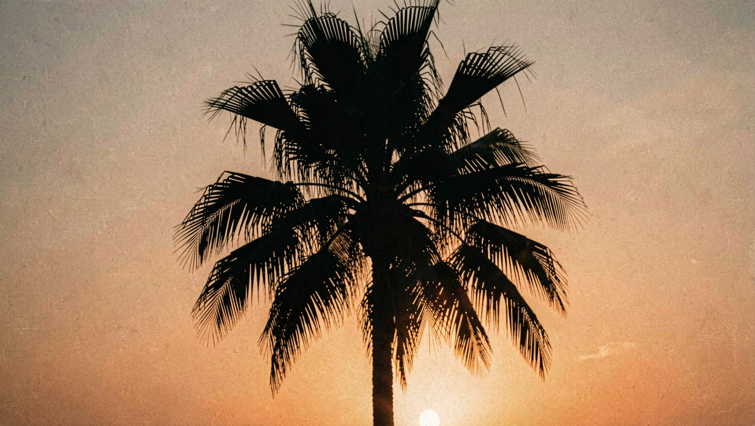 Silhouette entièrement noire d'un palmier devant un ciel orange, le soleil juste sorti du cadre