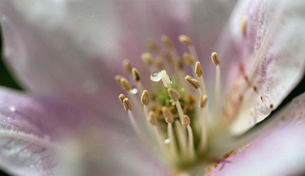 Cœur d'une fleur vu de très près, les étamines nettes portent une goutte d'eau tandis que les pétales se dissolvent en couleur floue