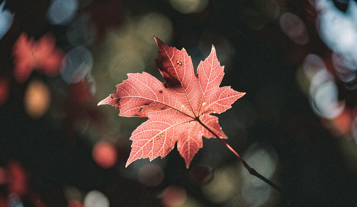 Feuille d'érable rouge photographiée à contre-jour, ses nervures apparaissent en clair et le fond se dissout en taches sombres